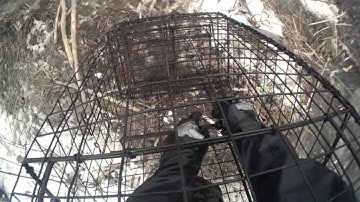 Cage trapping beaver , how to straighten Comstock trigger wires on the job!