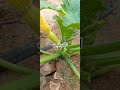 اللهم بارك زراعة اليقطين الزراعة المنزلية #ytshorts #gaming #ghazal #ghazal #morocco #motivation