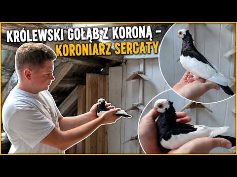 Królewski Gołąb z Koroną – Koroniarz Sercaty
