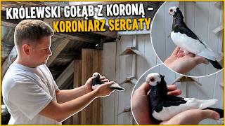 Królewski Gołąb z Koroną – Koroniarz Sercaty