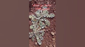 #سورة_الفرقان القارئ #شريف_مصطفى #حتي_لا_يهجر_القرآن #قران_كريم