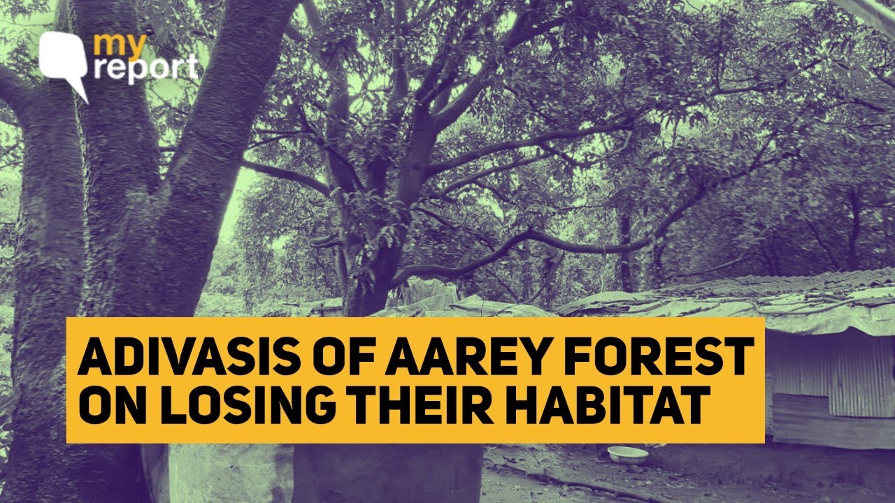 Deforestation Sanctioned In Aarey Forest What About The Adivasis The Quint Youtube