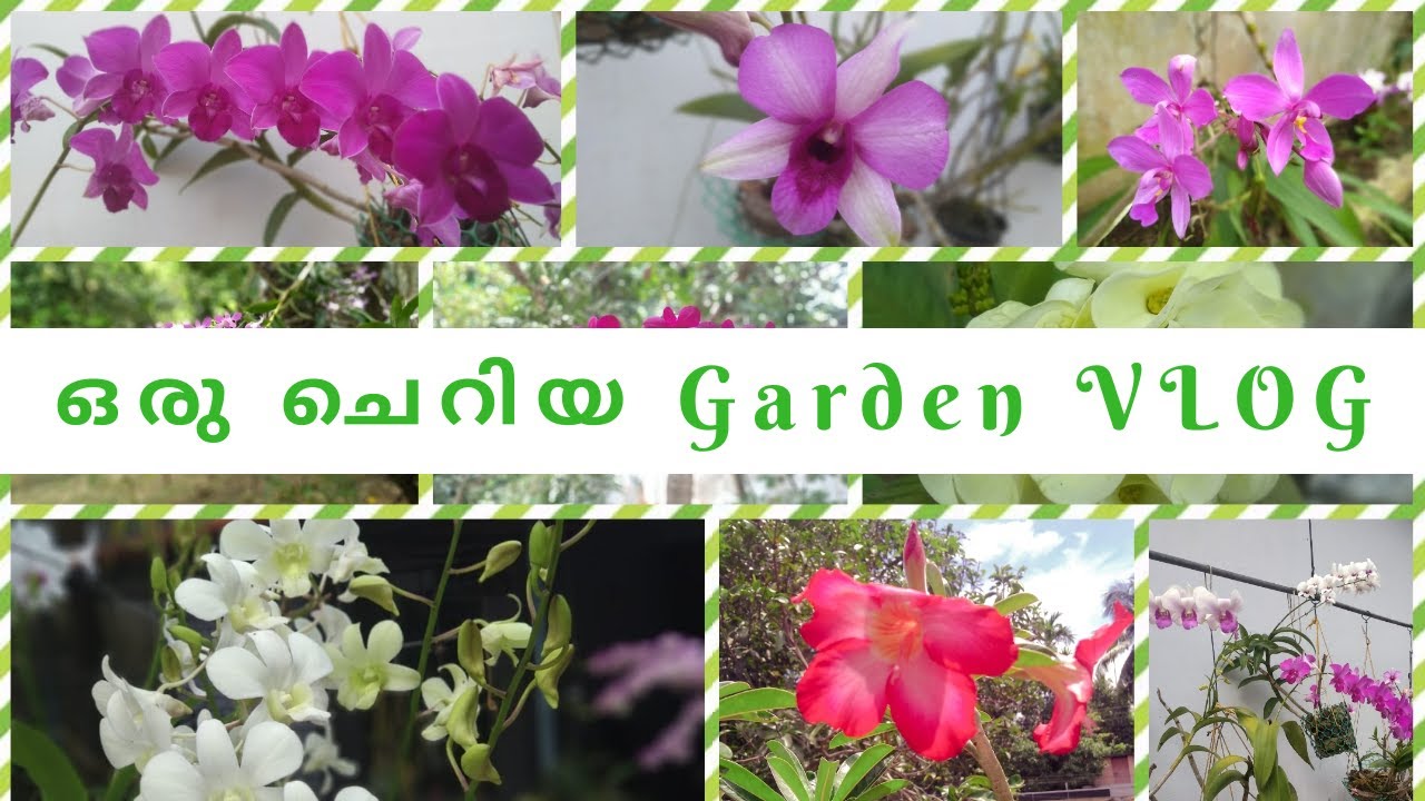 Garden vlog | Home Garden | vlog 2018