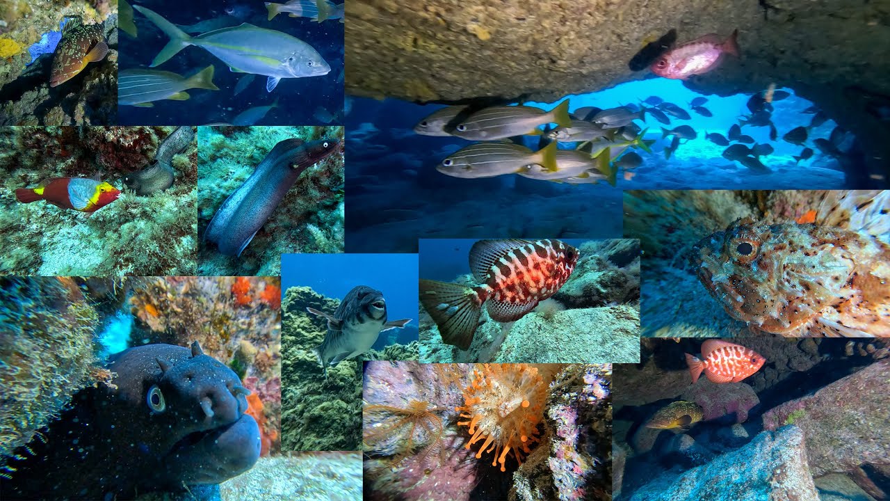 Buceo en La Cueva del Zorro 16-07-2023