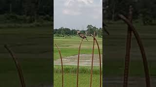 Myna|Bird|Nature Gifts|#Nature #Birds #Myna #Beauty #Video #Shorts|