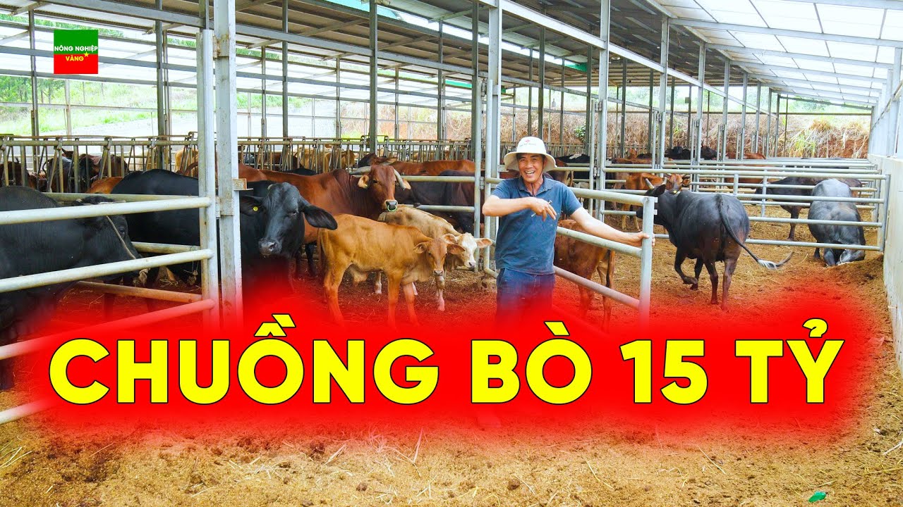 ĐẦU TƯ 15 TỶ LÀM CHUỒNG NUÔI BÒ LIỆU CÓ XỨNG ĐÁNG?