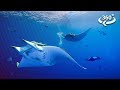 Diving Underwater With Elusive Devil Rays