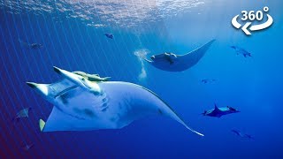 Diving Underwater With Elusive Devil Rays by Seeker VR 93,356 views 6 years ago 1 minute, 51 seconds