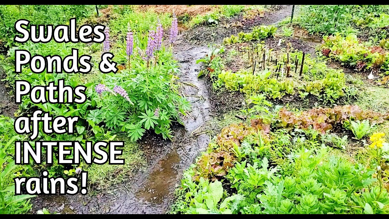 INTENSE Rains with swales and ponds! Permaculture Water Observations