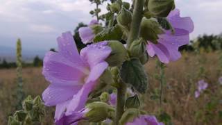 Beautiful Purple Flower in a Field with Raindrops | Stock Video of Flowers | 25fps 1080p