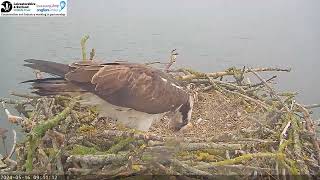 Rutland Osprey Project 16.05.2024 09:00