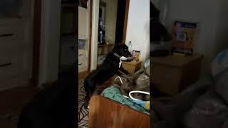 A smart dog won't jump on the bed