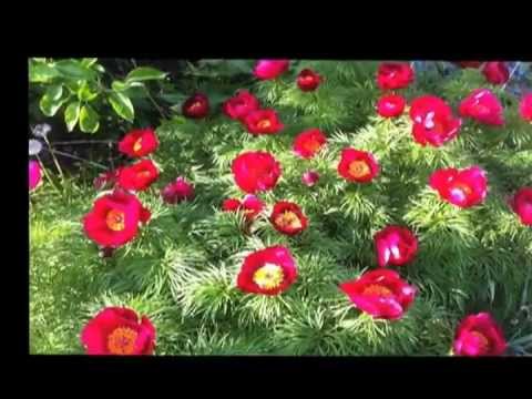 วีดีโอ: การเติบโตของดอกโบตั๋น Fernleaf – วิธีดูแลต้นเฟิร์นลีฟพีโอนี