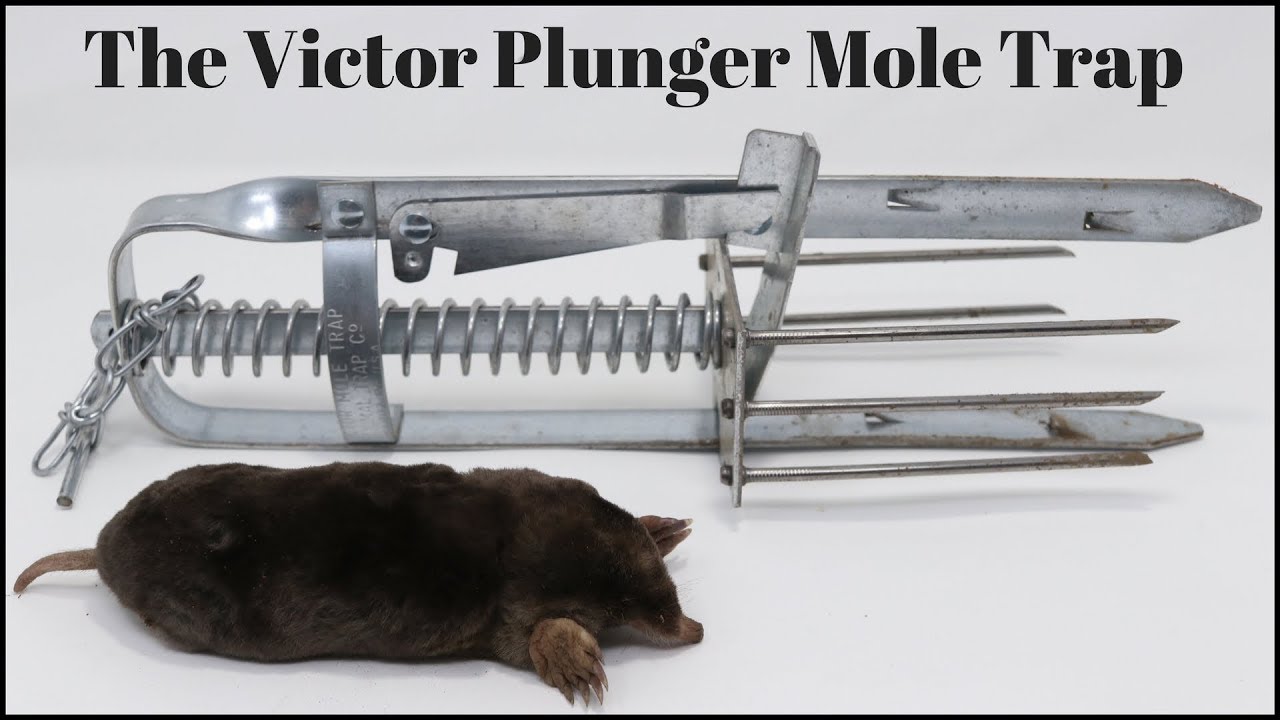 How To Trap Moles With the Victor Plunger Mole Trap  Mousetrap Monday