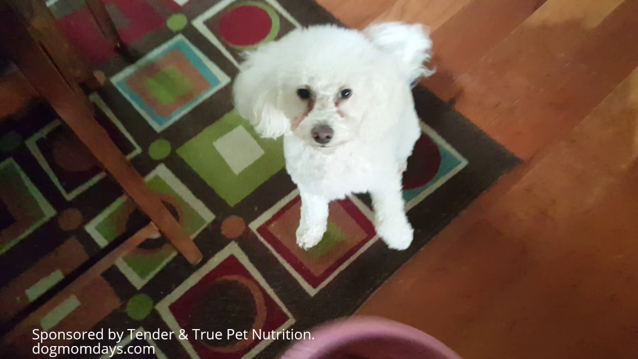 tender and true dog food reviews tender and true dog food reviews