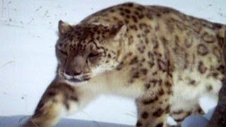 Tracking Elusive Snow Leopard in Afghanistan screenshot 2