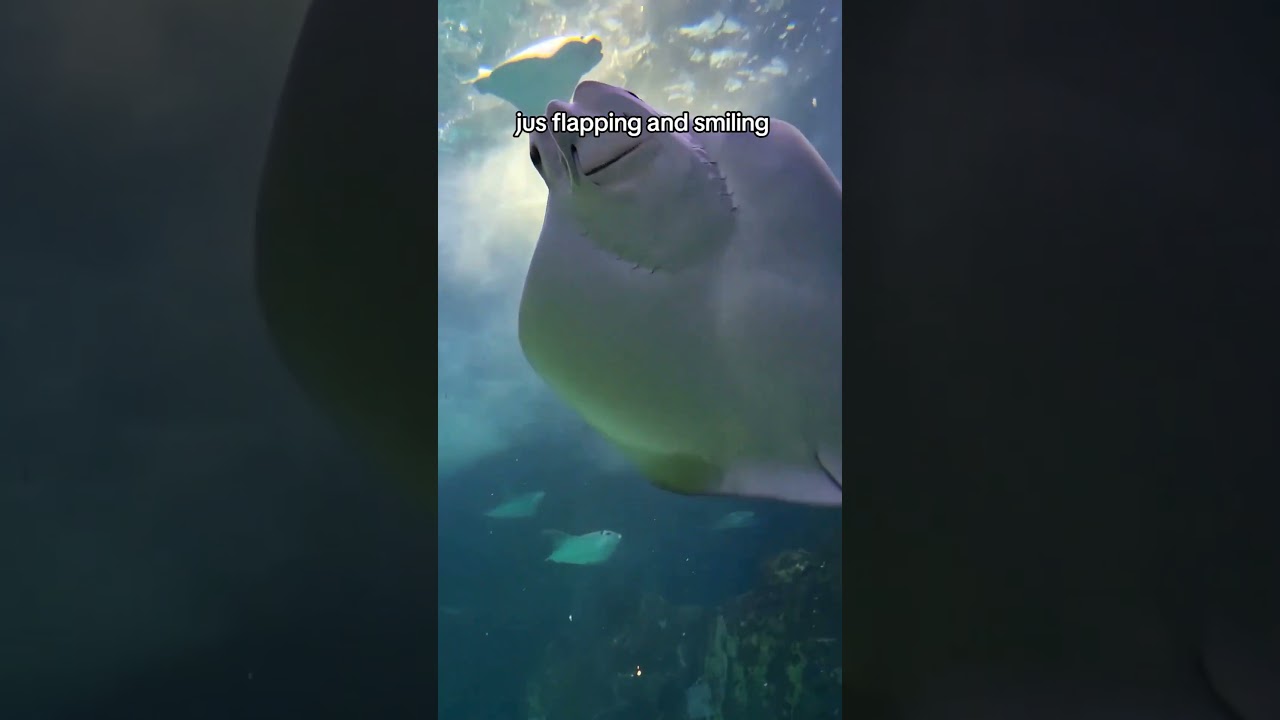 Watch AQUARIUM TIMEE #doodler #absentdreamer on YouTube Watch AQUARIUM TIMEE #doodler #absentdreamer on YouTube