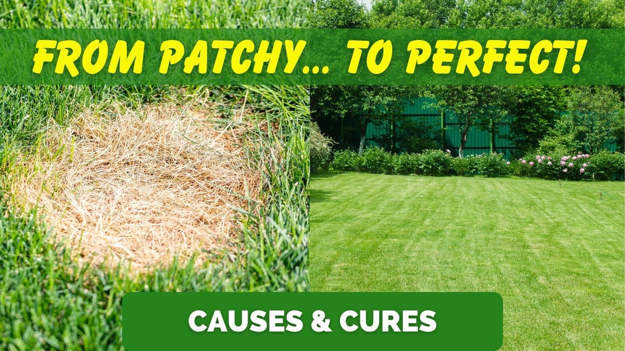 Summer Lawn Makeover: Expert Tips to Transform Your Patchy Grass!