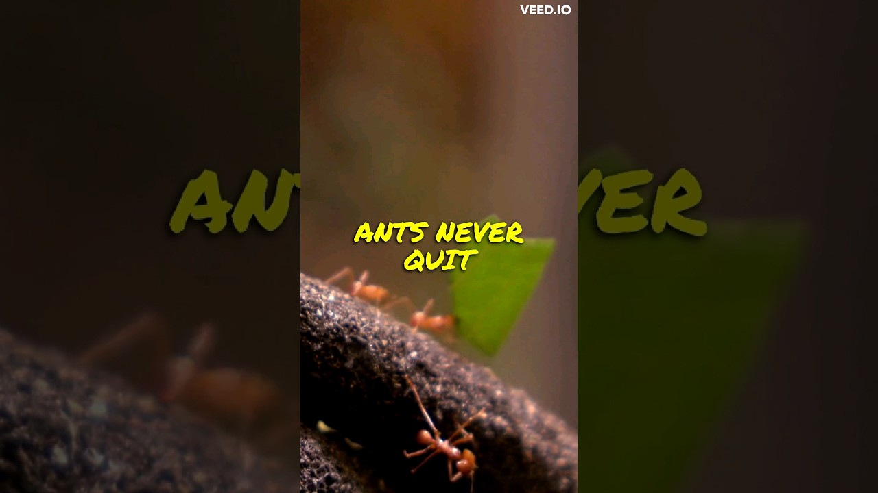 The Ant Philosophy, Jim Rohn motivational speech. 