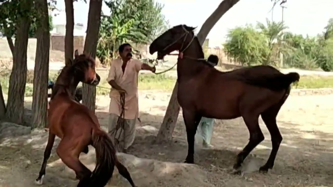 2023 Marwari Horse Breeding | Marwari horses | red horses |  horse breeding