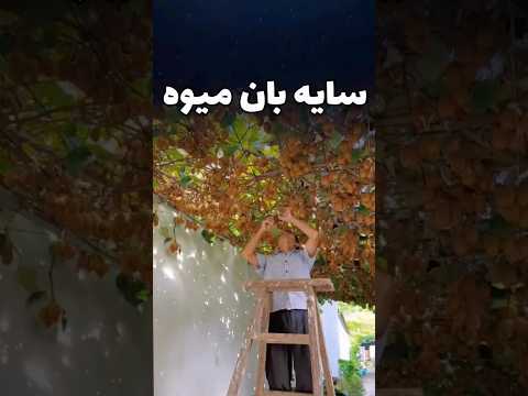 سایه بان میوه دار