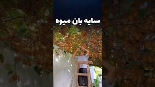 سایه بان میوه دار
