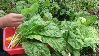 Swiss chard nutrition facts. succulent chard, also known as
spinach-chard or silverbeet, is one of the popular green leafy
vegetables european origi...