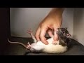 Eavesdrop on Ultrasonic Rat Giggles