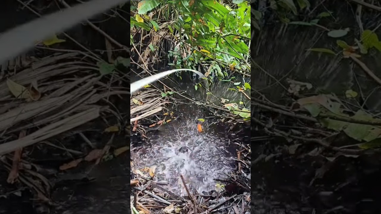 Mancing di rawa-rawa