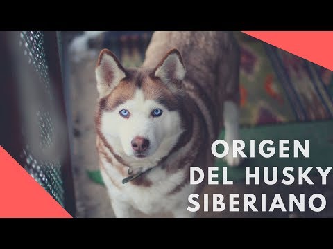 Video: ¿Cómo se hizo el husky siberiano?