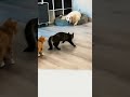 Cats Playing With Dog Funny بلیاں کتے کے ساتھ کھیلتے ہوئے Cats Love Cute Cats Cute91 