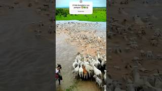 A lida boiadeira nos pampas 🤠🇧🇷👏🏽 #agro #fazenda #gado #boiada #shorts #shortvideo #viral #boi