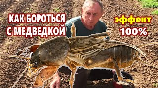 КАК БОРОТЬСЯ С МЕДВЕДКОЙ / Самый эффективный способ борьбы с медведкой в огороде!