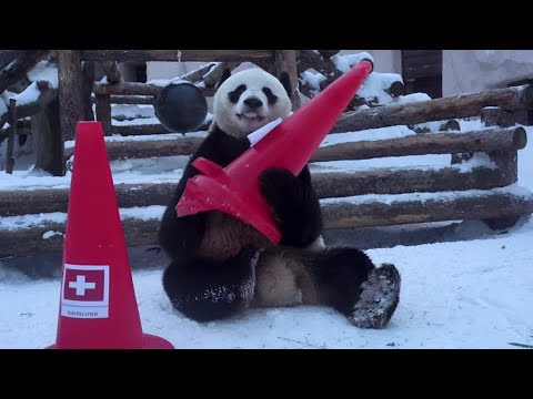 Wideo: Pet Scoop: Bo Obama świętuje Wielkanoc z weteranami, pandy Zdobądź „Love Tunnel” w Zoo