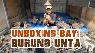 Ada Burung Unta Hitam ??? bisa jadi maskot ini #burungunta #babyostrich #burungunik