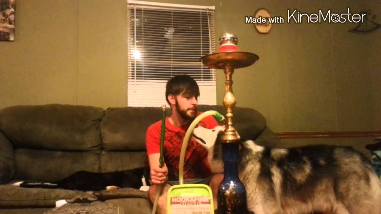 Hookahfina Blak Absolute Mint!