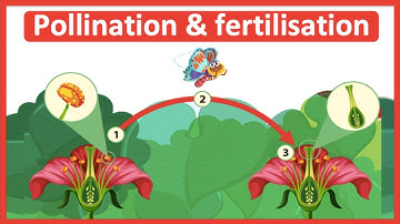 The process of pollination & fertilisation 🌷| Step-by-step process