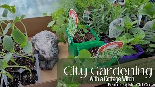 City Gardening with a Cottage Witch | Part 2 - Featuring Mr. Old Crow