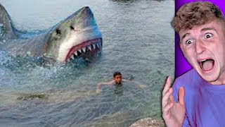 MASSIVE Shark sneaks up on boy..