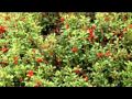 Природа Карелии Сбор дикорастущих ягод