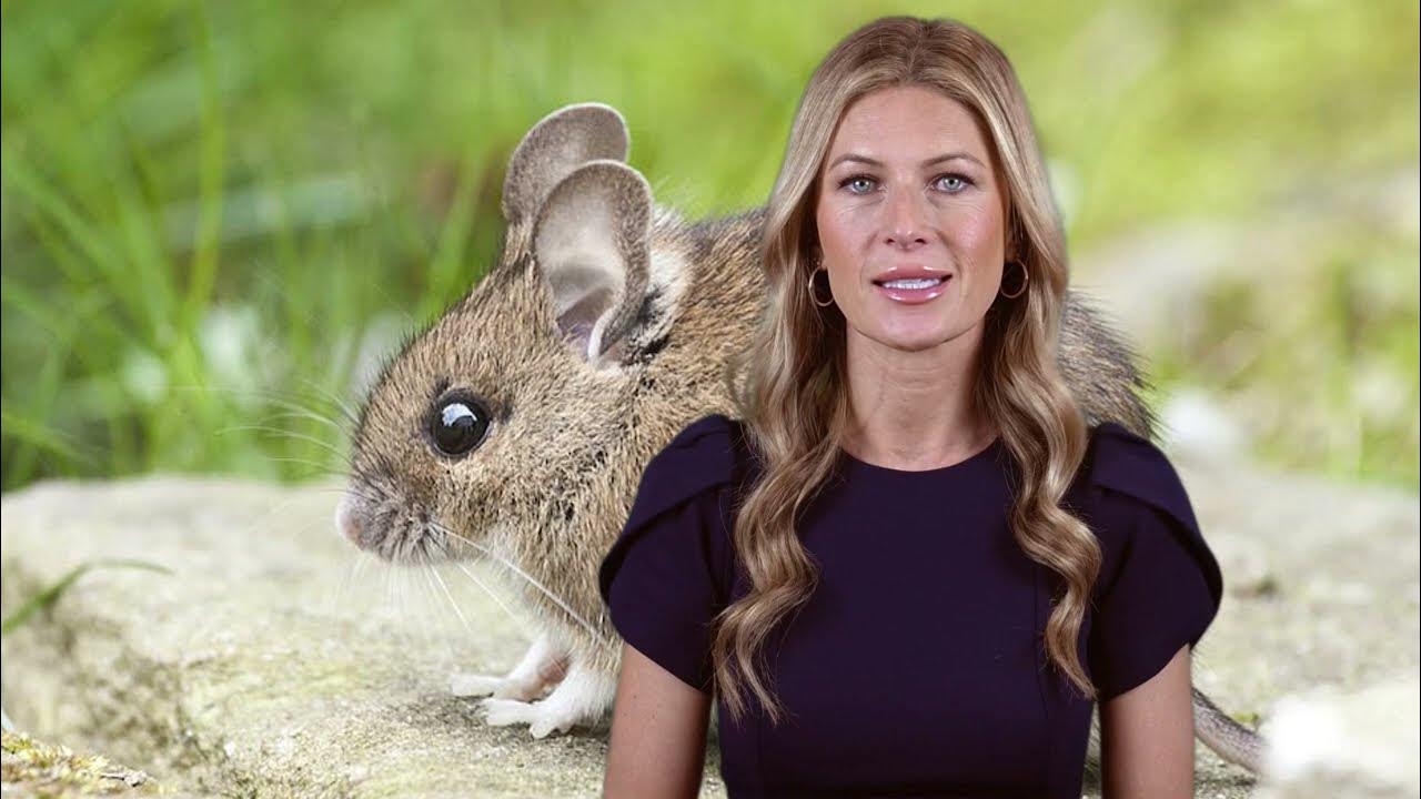 people-ask-why-mouse-traps-aren-t-effective-youtube