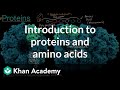 The Role of Proteins in Biological Processes and Their Structure