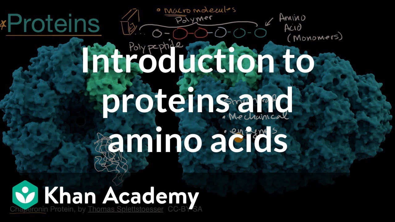 Introduction To Proteins And Amino Acids Video Khan Academy