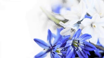 اسمع بقلبكـ سورة يس || يوسف أبكر؛؛