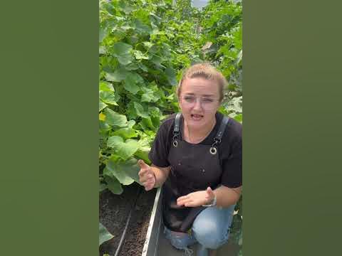 #сад #дача #огород - YouTube