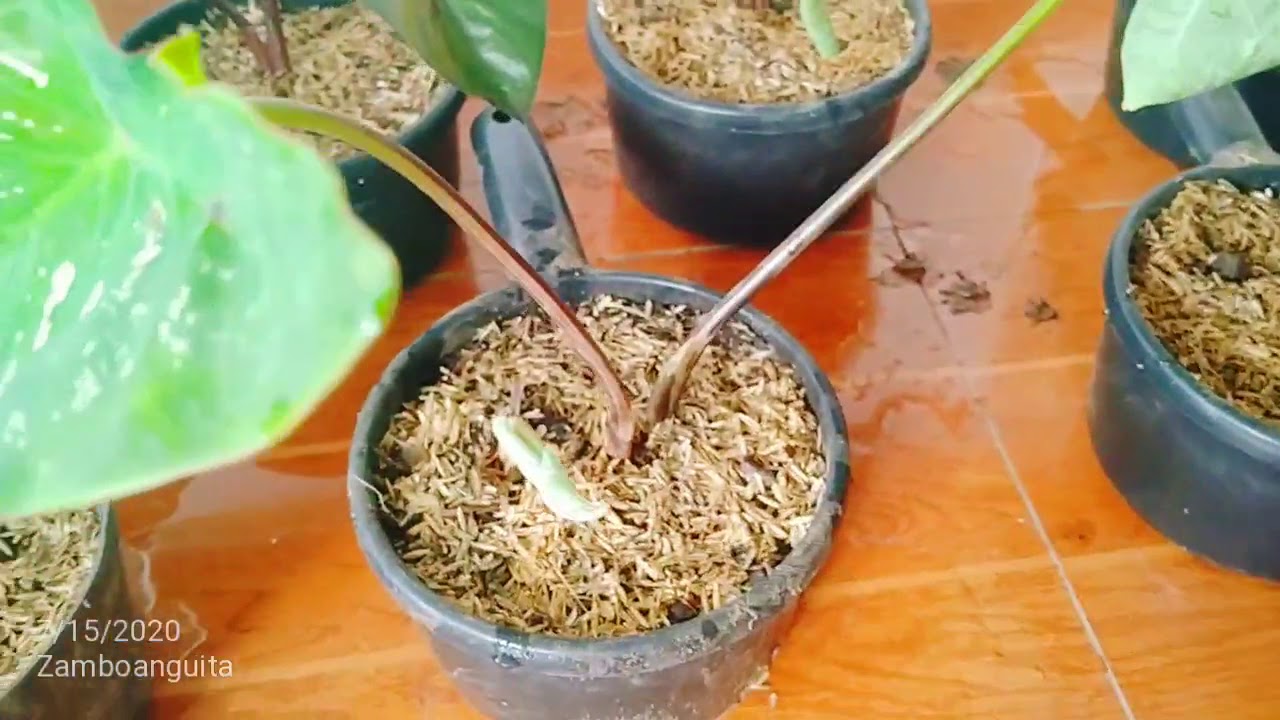 INDOOR PLANTS/House Plants