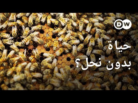 فيديو: ما مدى انشغال النحل؟