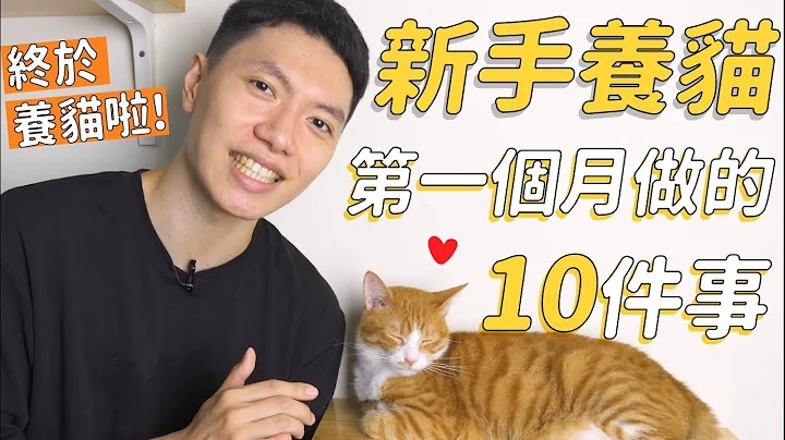 新手养猫第一个月做的10件事！我们终于领养猫咪啦🐈 - 天天要闻