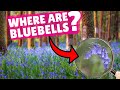 You HAVE to see this in England | Where to find the best bluebell woods in England?