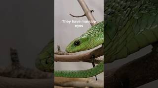 The Boomslang Is A Terrifying Snake.